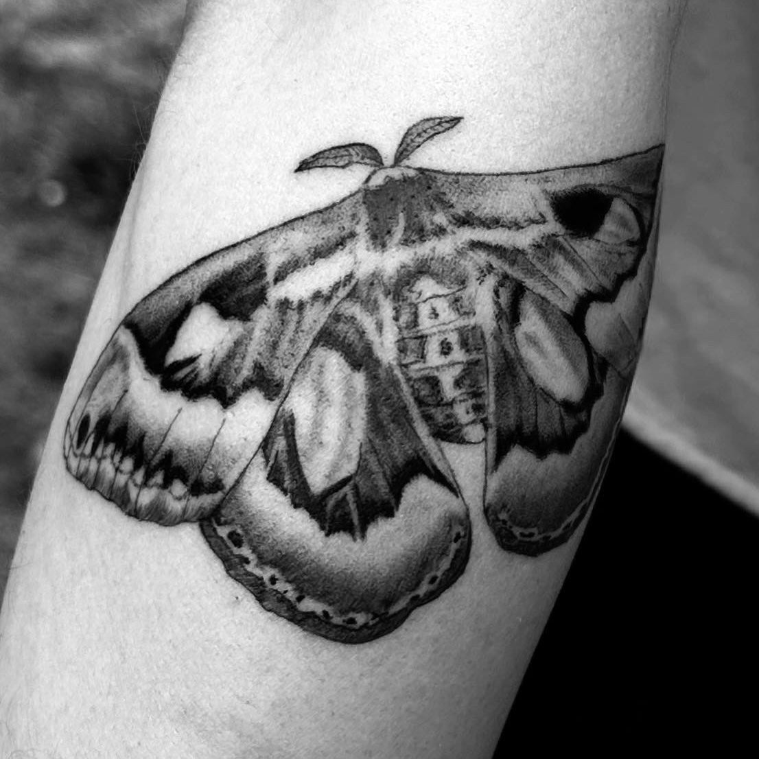 atlas moth tattoo