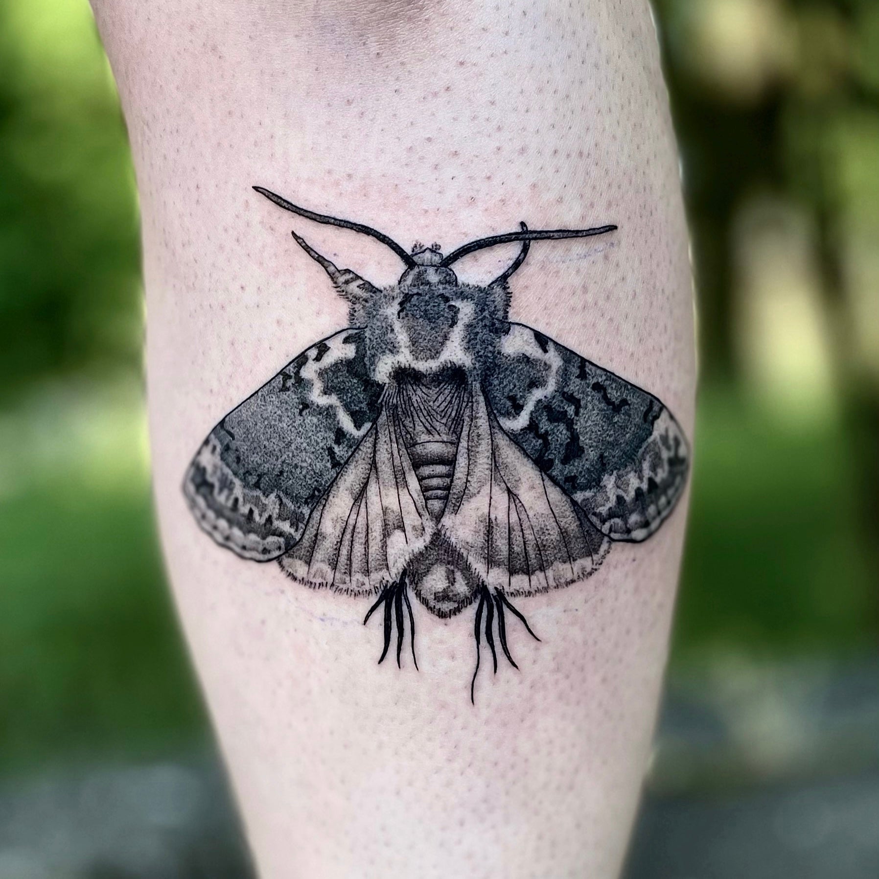 Realistic illustrative moth tattoo by Danny Schreiber