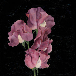 purple flower sweet pea art print, purple floral artwork