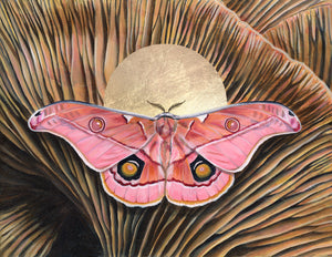 'Belonging' pink emperor gum moth mushroom art print