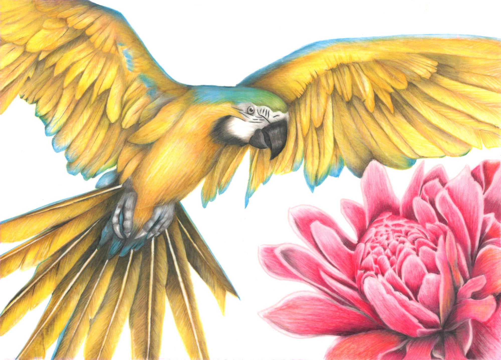 parrot and flower colored pencil drawing