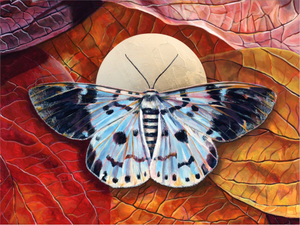 blue tiger moth leaves art print 30x40