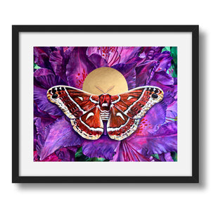 ceanothus moth art print framed