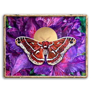 ceanothus moth art print