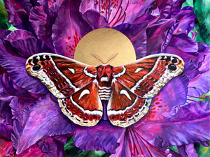 ceanothus silkmoth art print 3x4