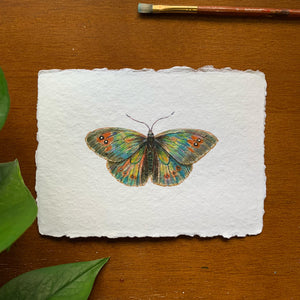colorful common alpine butterfly painting