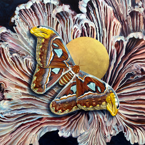 atlas moth painting by Aimee Schreiber
