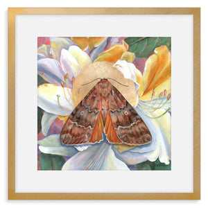 copper underwing moth rhododendron art print frame with mat