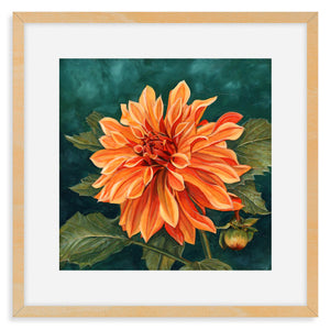 orange dahlia art print