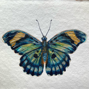 euphaedra janetta blue butterfly painting
