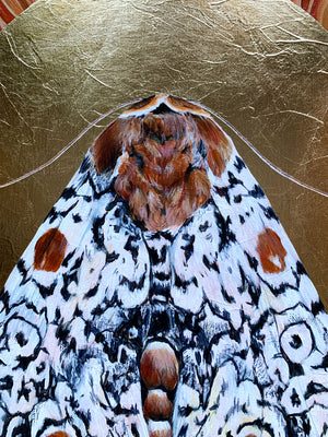 white moth painting gold leaf halo detail