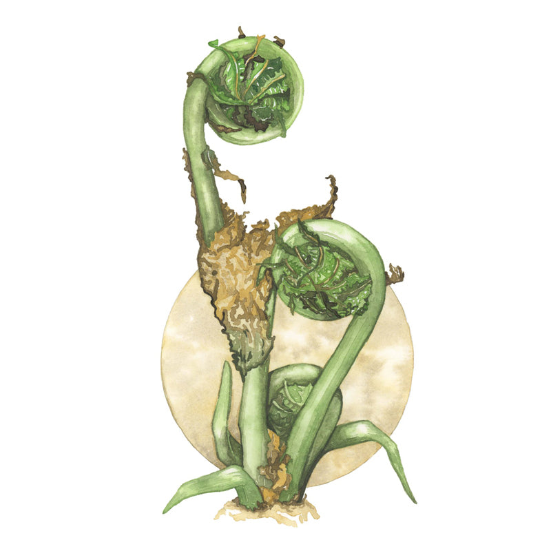 fern fiddlehead plant painting