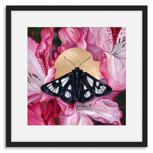 forester moth pink flower art print in black frame