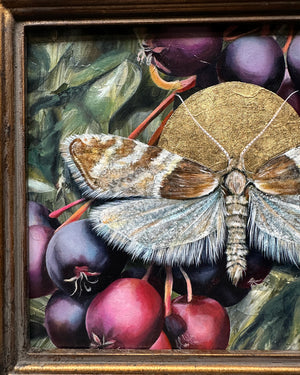 "Life needs life" White Lace Epinotia Moth Painting