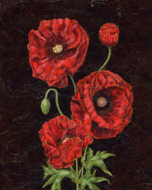 poppy art print red poppies