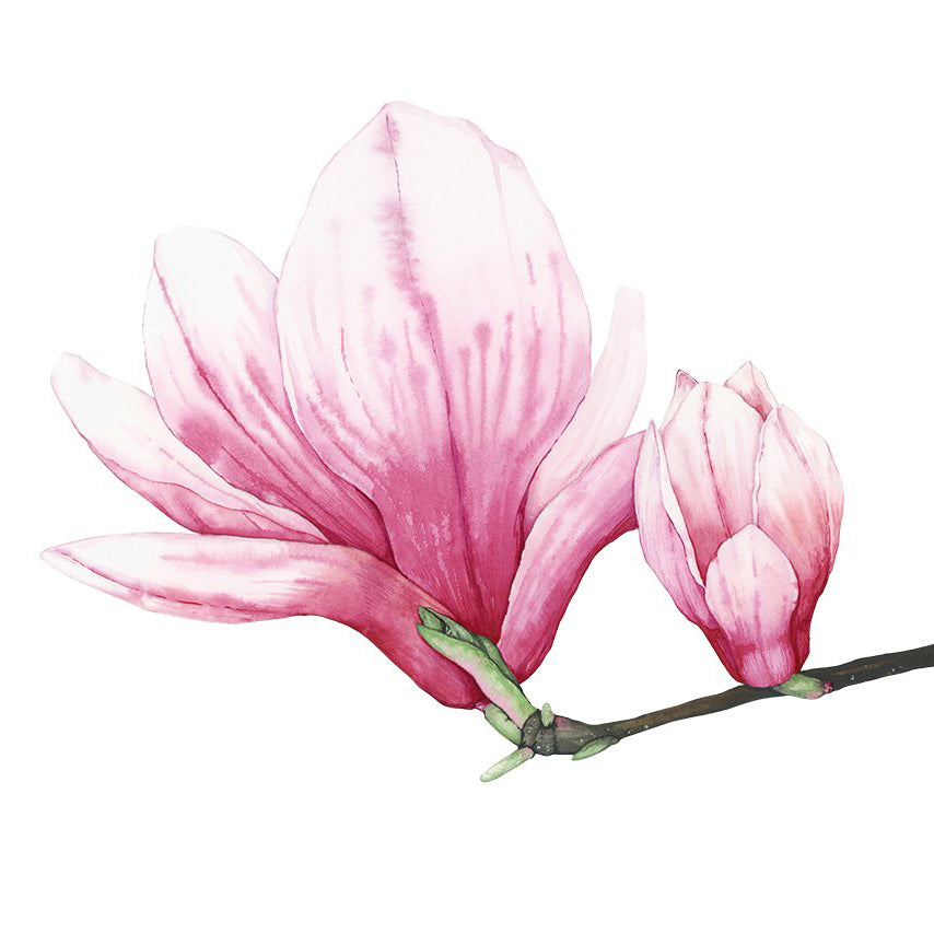magnolia floral watercolor paintings