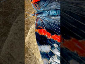 red admiral butterfly painting process