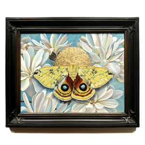 Yellow io moth and star magnolia painting with gold leaf in black frame