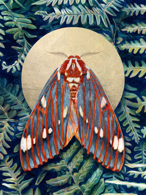 royal walnut moth art print 3x4 crop