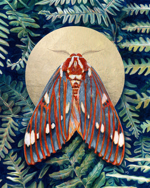 royal walnut moth art print 4x5 crop