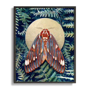 royal walnut moth art print dark frame