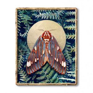 royal walnut moth art print