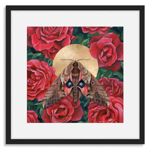 sphinx moth rose art print black frame