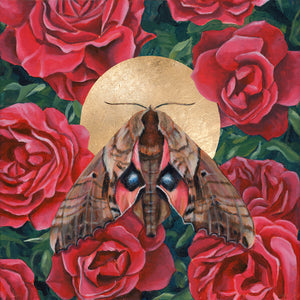 sphinx moth rose art print