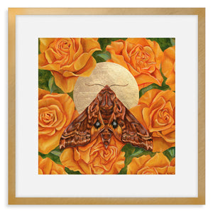 small-eyed sphinx moth yellow rose art print in frame with mat