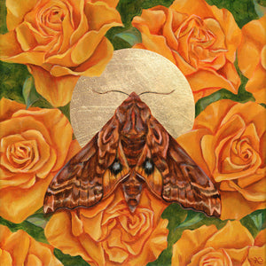 small-eyed sphinx moth yellow rose art print