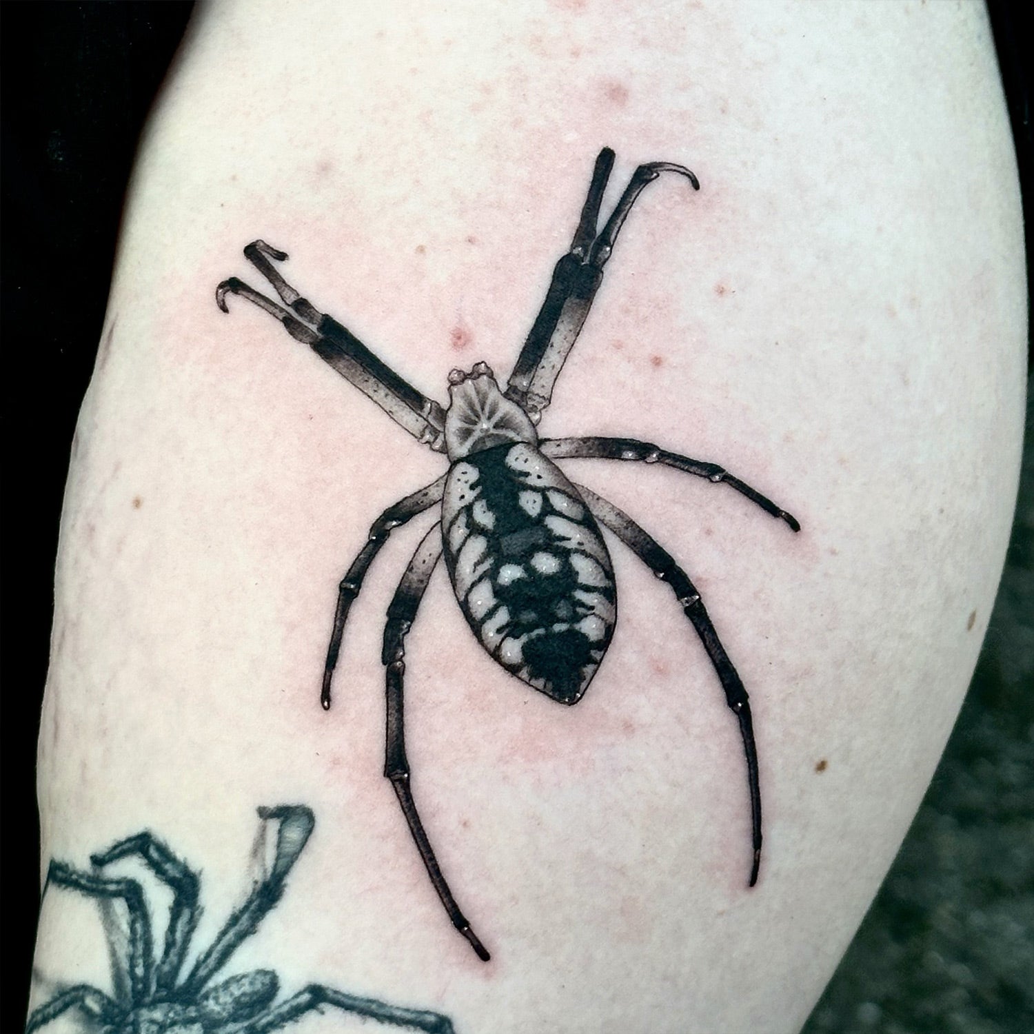 spider tattoo by Danny Schreiber