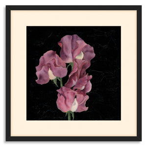 sweet pea floral art print