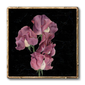 purple floral artwork, sweet pea flower art print