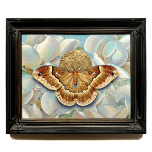 sweetbay silkmoth magnolia painting in black frame