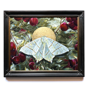 "To Flourish" Swallow-tailed Moth Painting