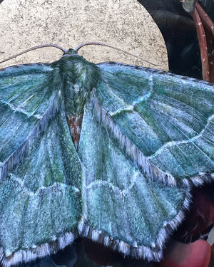 "To Nourish" Common Emerald Moth Painting