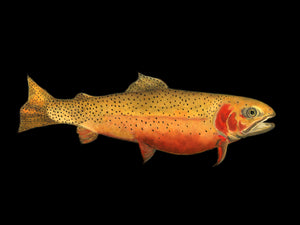 realistic trout art print