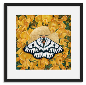 hera buckmoth yellow flower wall art framed and matted