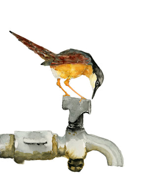 ashy prinia gold bird on faucet art print