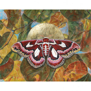 atlas moth art print gold halo leaves