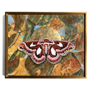 atlas moth leaf painting in gold frame by Aimee Schreiber