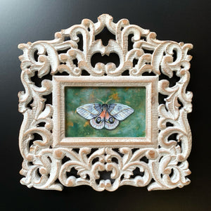 automeris frankae moth painting in ornate white wood frame