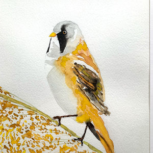 bearded reedling yellow bird watercolor painting