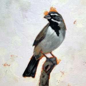 black-throated sparrow acrylic bird painting