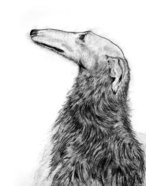 charcoal borzoi dog fine art print