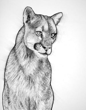 charcoal drawing cougar mountain lion fine art print