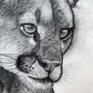 charcoal drawing cougar mountain lion face detail