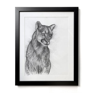 charcoal drawing cougar mountain lion in black frame