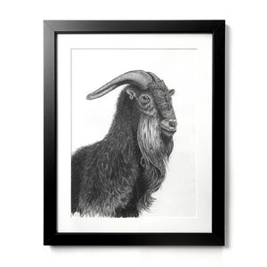 charcoal drawing goat framed original