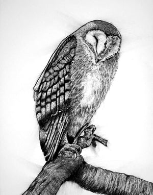 "Resonance" Charcoal Owl Fine Art Print